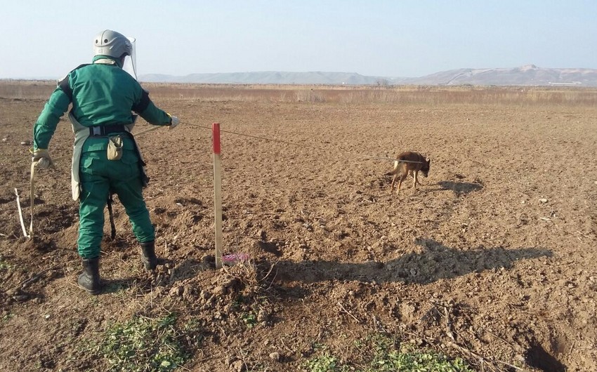 Cocuq Mərcanlıda gün ərzində 5.70 ha ərazi tam təmizlənib
