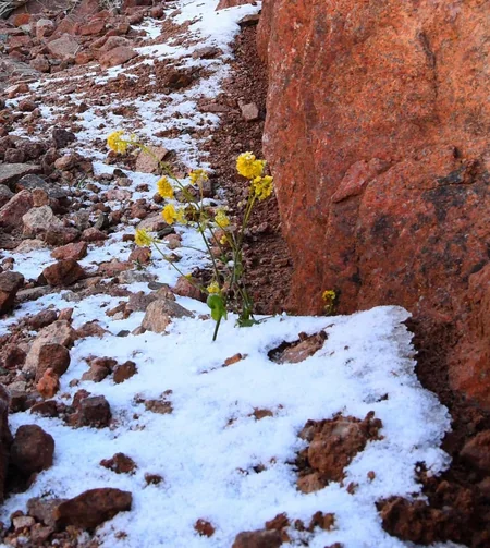 Snow falls in Saudi Arabia's north - PHOTO