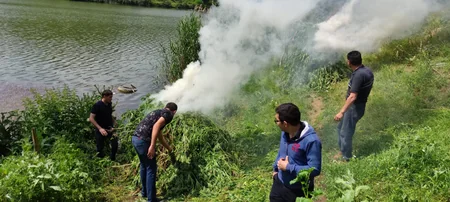 Qazaxda çətənə kolları məhv edilib