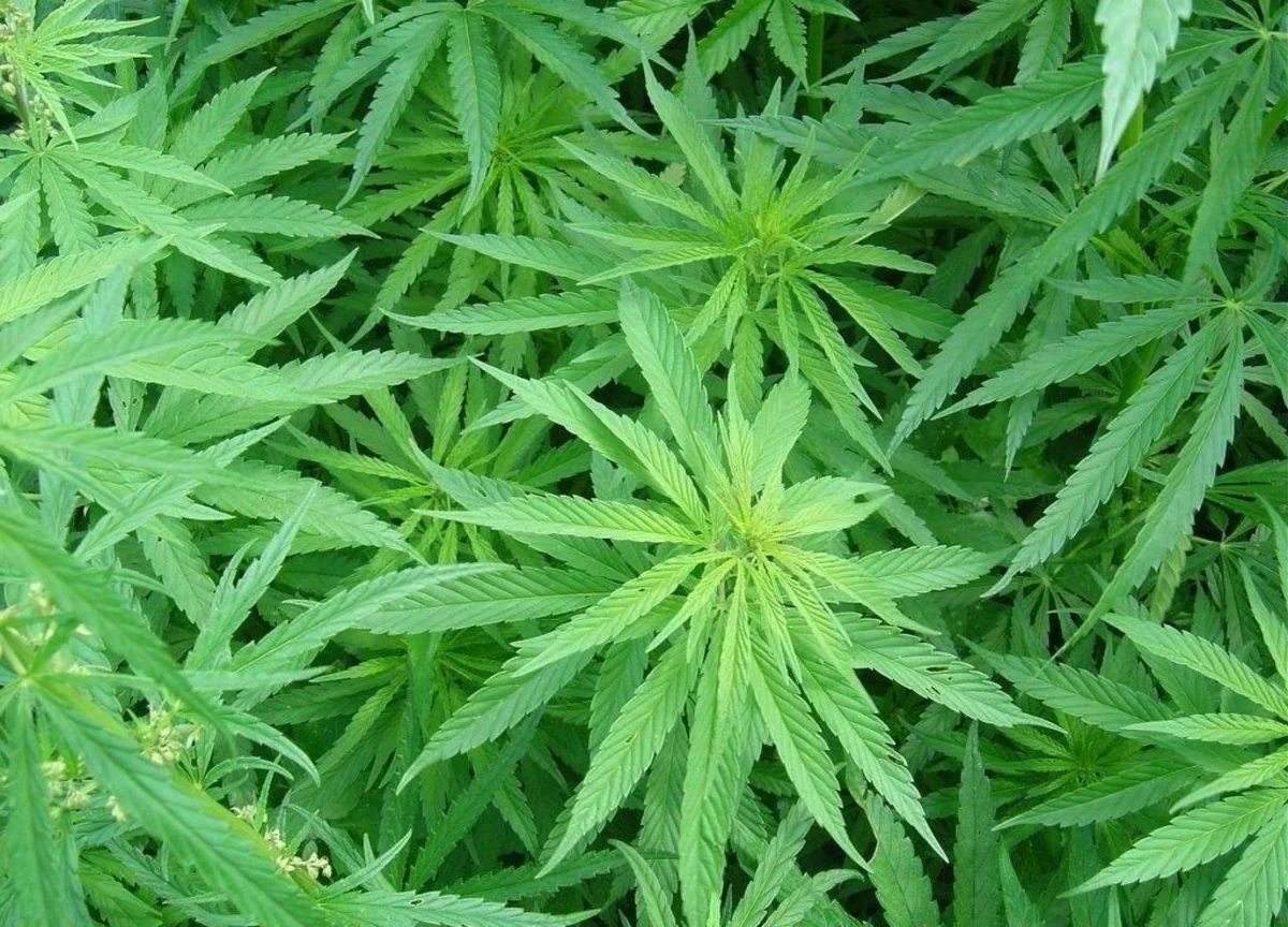 Полиция задержала культиваторов конопли