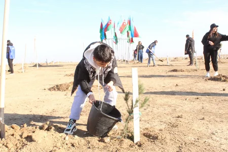 Müşfiqabad qəsəbəsində növbəti ağacəkmə aksiyası keçirilib