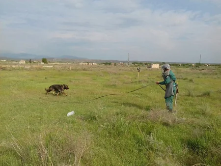 Cocuq Mərcanlı kəndində gün ərzində 1 455 ədəd qəlpə aşkar edilib