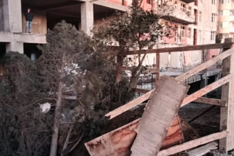 ETSN: Ağacların aşması ilə bağlı araşdırma aparılır