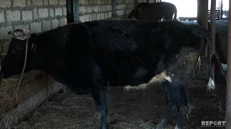 Astarada brusellyoz xəstəliyinə yoluxan heyvanlar zərərsizləşdirilib - FOTO