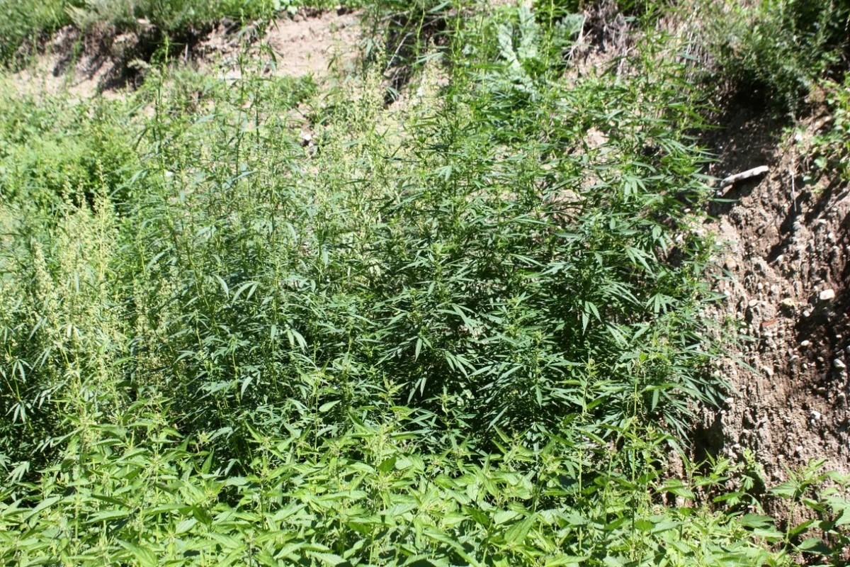 İşğaldan azad edilən ərazidə 1 ton 700 kq narkotik aşkarlandı