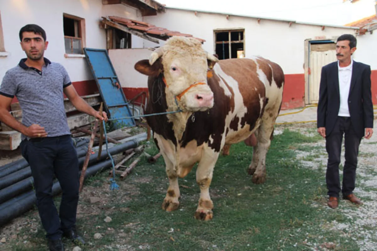 2.2-ton bull will be sacrificed in Turkey on Eid al Adha - PHOTO