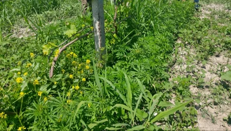 Şəkidə 1 ton 500 kq narkotik vasitə məhv edilib