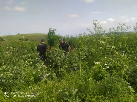 Goranboyda yabanı halda bitən çətənə kolları yandırılıb