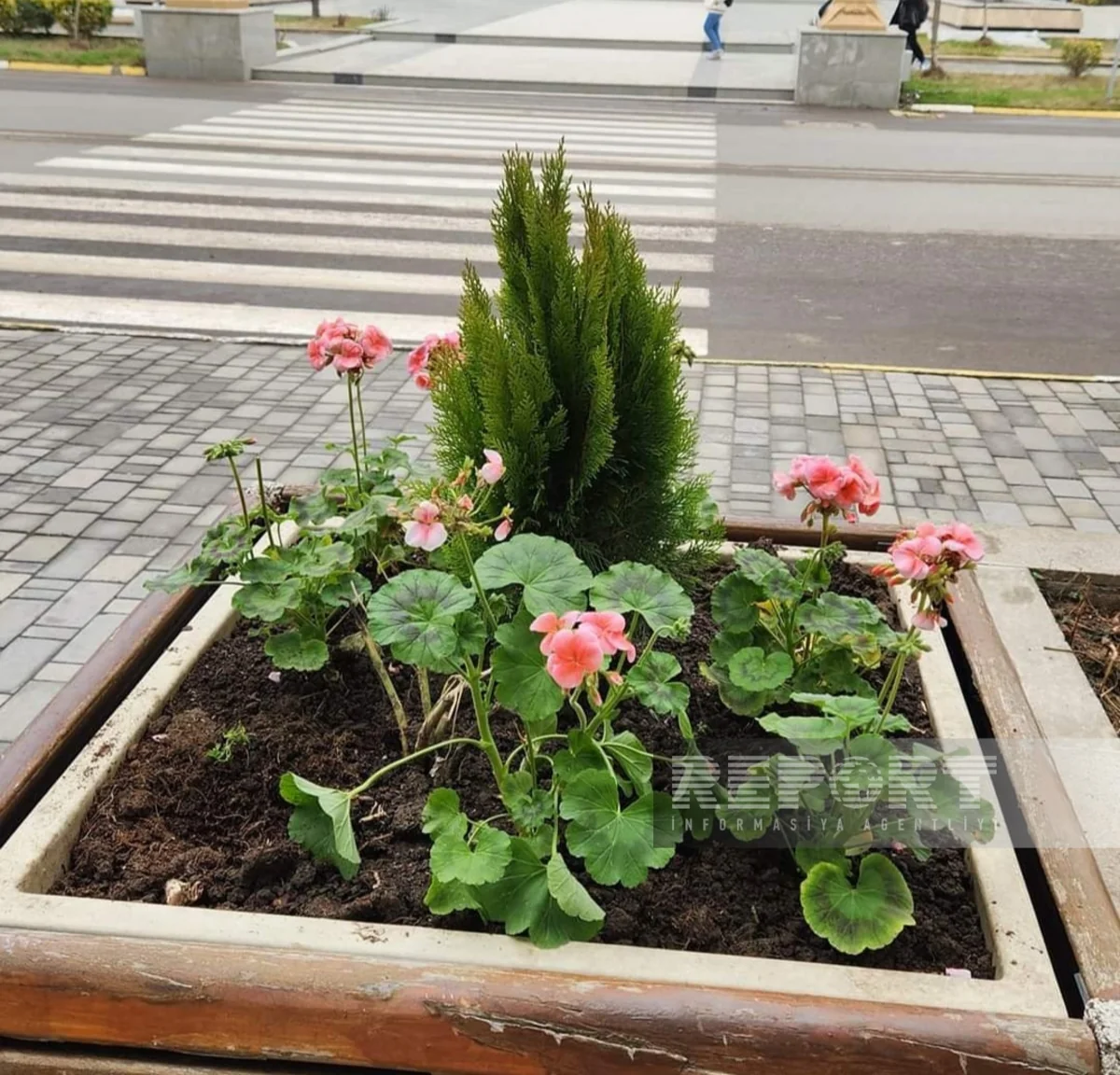 Cəlilabadda parkdan gül dibçəkləri oğurlayan şəxslər saxlanılıb