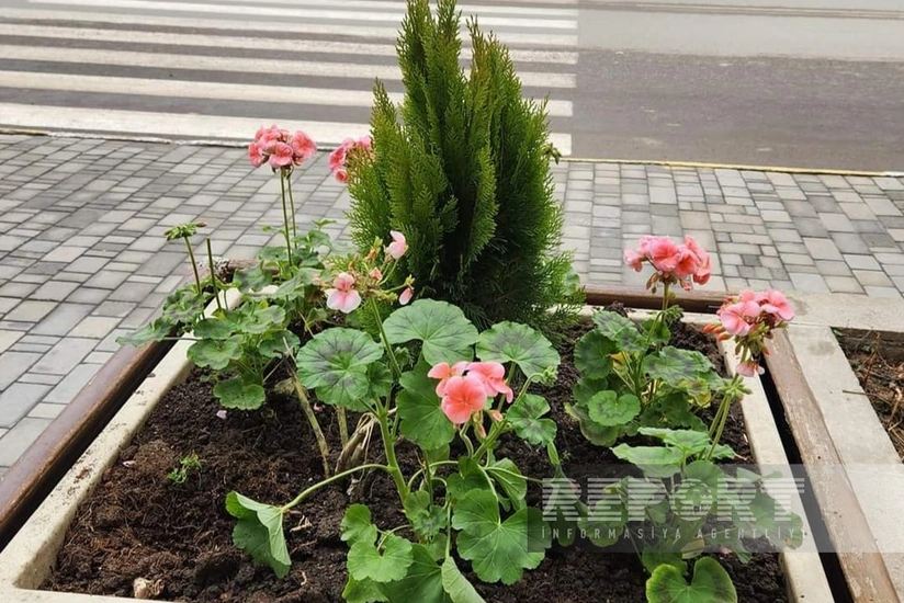 Cəlilabadda parkdan gül dibçəkləri oğurlayan şəxslər saxlanılıb