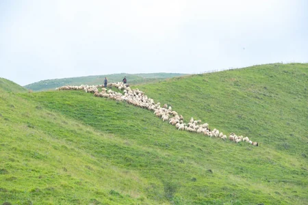 Qarabağdakı yaylaqlara 3 700 qoyunçuluq və arıçılıq təsərrüfatı köçürülüb