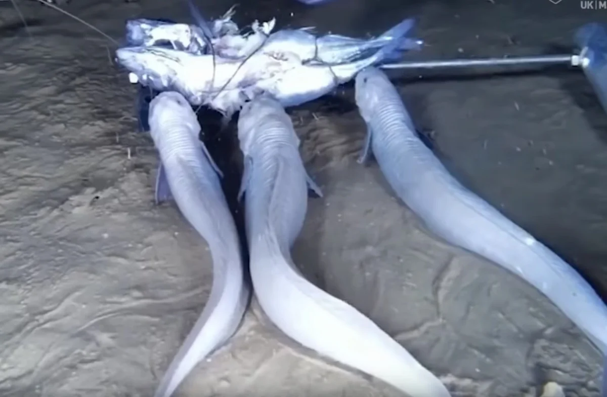 Sakit okeanın dibində üç yeni canlı növü aşkar edilib