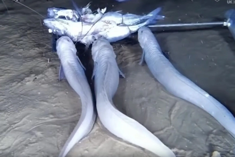 На дне Тихого океана обнаружили три новых вида рыб