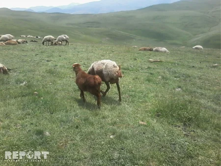 Qubada mal-qara arasında xəstəlik yayılıb - FOTO