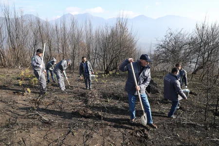Qəbələnin yanğına məruz qalmış meşə sahəsinə ağac toxumları səpilib