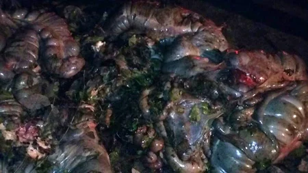 Bakı şəhərində və Yevlax, Bərdə, Ağcabədi rayonlarında qida təhlükəsizliyi ilə əlaqədar reydlər keçirilib