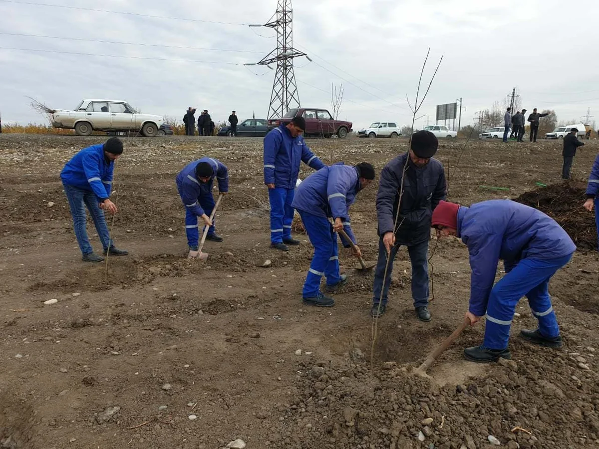 “Azəriqaz” kollektivi 5 min ağac tingi, dekorativ kol və güllər əkib