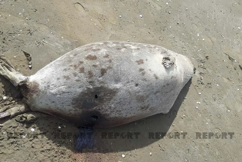 В Пиршаги на берегу моря обнаружено около 10 мертвых тюленей