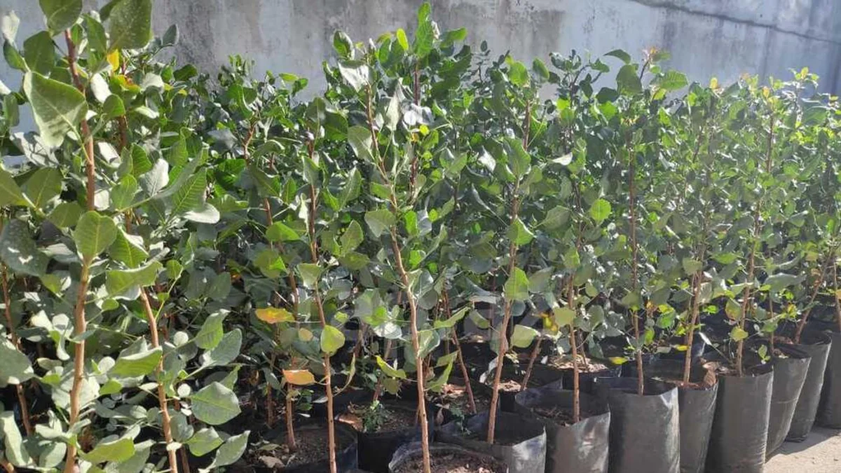 Azerbaijan resumes fruit tree imports from Ukraine