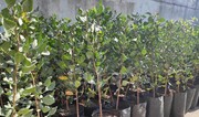Azerbaijan resumes fruit tree imports from Ukraine