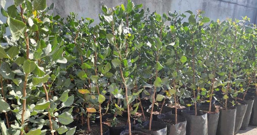 Azerbaijan resumes fruit tree imports from Ukraine