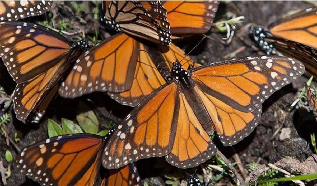 İsveçdə adaya 100 milyon kəpənək axın edib