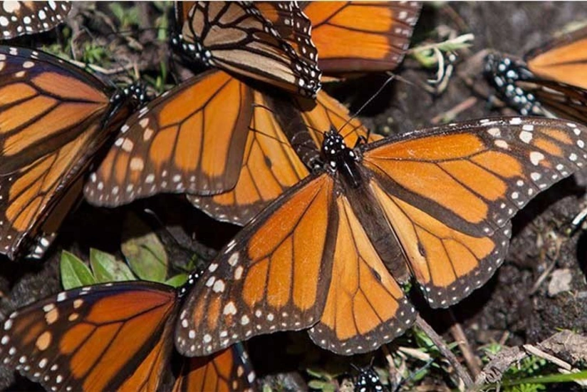 İsveçdə adaya 100 milyon kəpənək axın edib