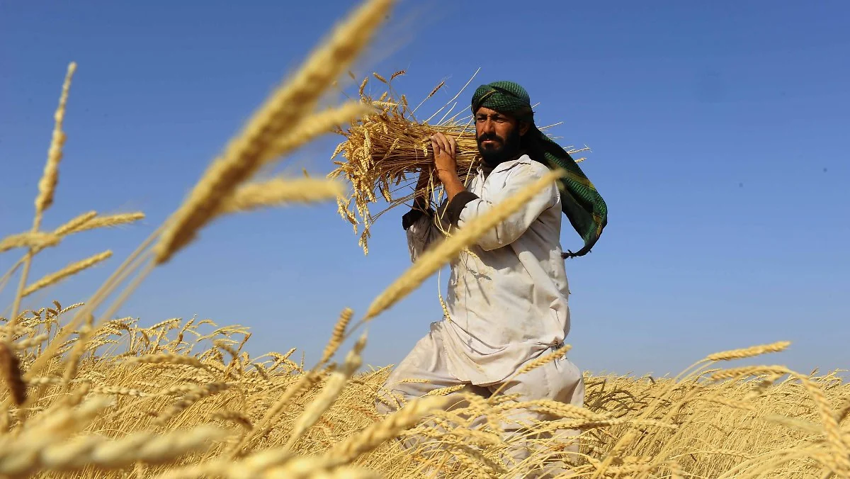Taliban bütün ölkə ərazisində maaşları buğda ilə ödəyəcək