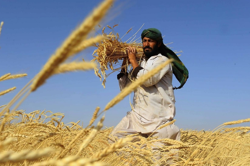 Taliban bütün ölkə ərazisində maaşları buğda ilə ödəyəcək