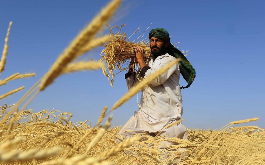 Taliban bütün ölkə ərazisində maaşları buğda ilə ödəyəcək