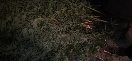 Gəncə sakinindən 93 kq narkotik götürülüb