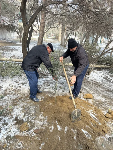 Binəqədi rayonunda ağac kəsintisi faktı aşkarlanıb