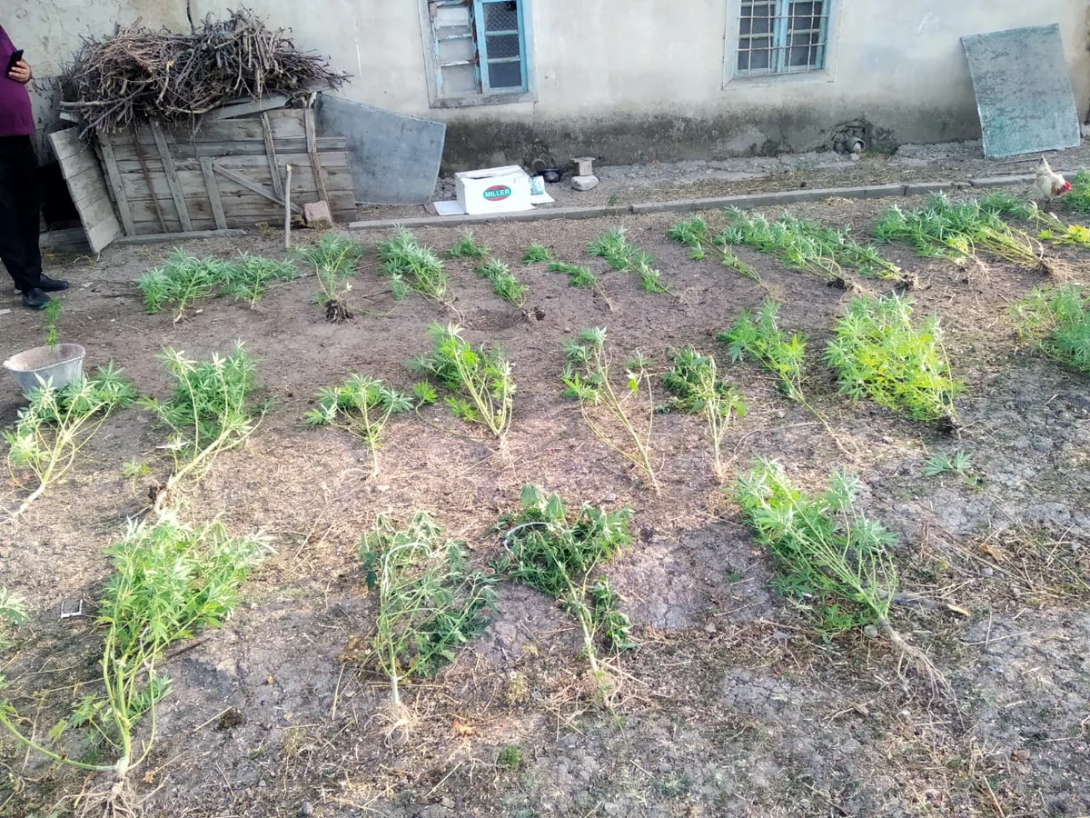 Altı ay ərzində 140 ton narkotik xassəli bitki məhv edilib