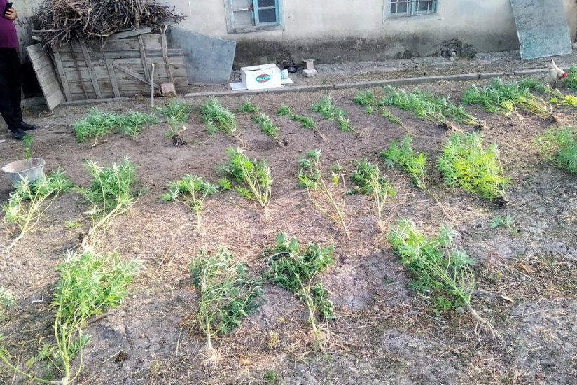 Altı ay ərzində 140 ton narkotik xassəli bitki məhv edilib