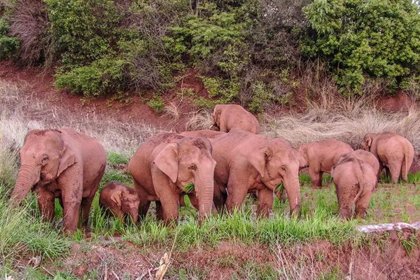Çində 150 min nəfər sakin fil sürüsünə görə təxliyə edilib