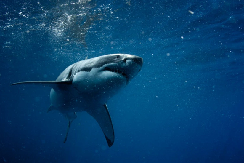 На севере Сиднея закрыли все пляжи после нападений акул на людей