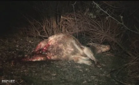 В Шеки волки напали на скот - ФОТО - ВИДЕО - ДОПОЛНЕНО