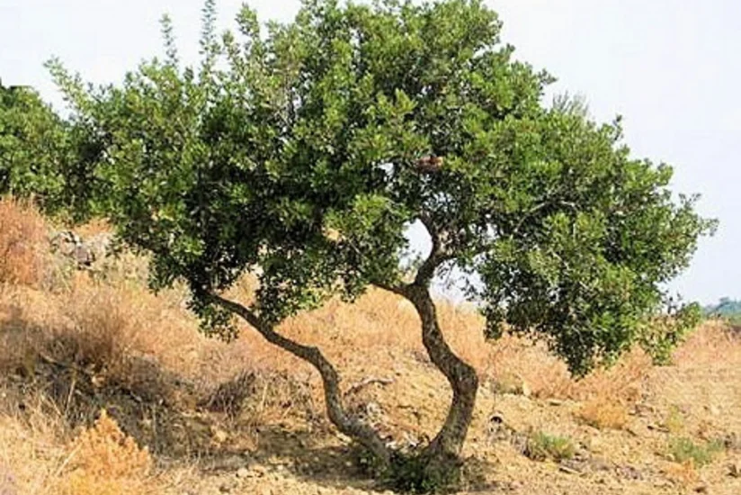 Səbaildə ilk dəfə püstə bağı salınır