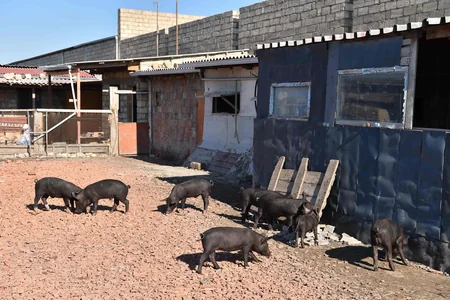 Sumqayıtda sudan qanunsuz istifadə halları aşkarlanıb