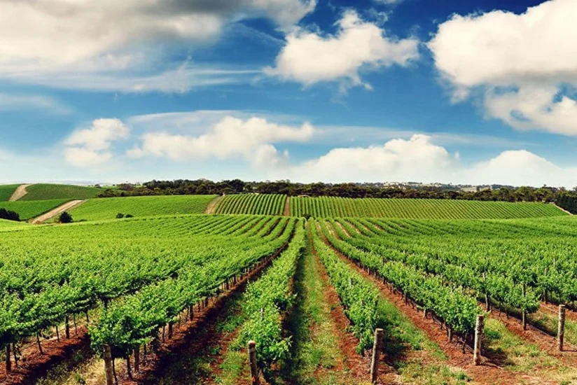 Azərbaycanda aqrar sektor 5% böyüyüb