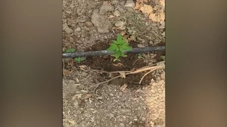 Novxanıda istixanada çətənə kolları aşkarlanıb