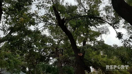 Bakıda parkda ağacın budaqları qırılaraq attraksionların üstünə düşüb - FOTO