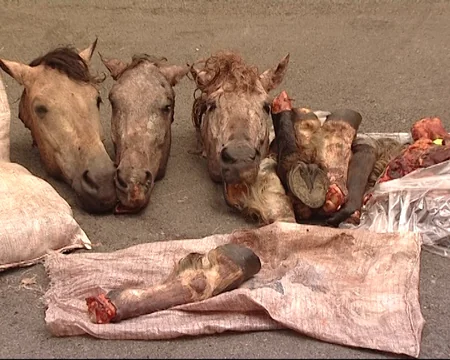 ​Ağdaş sakinləri 945 kiloqram at əti satmaq istəyərkən saxlanılıblar