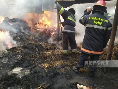 Şabranda tövlə yanıb, mal-qara və ev quşları tələf olub