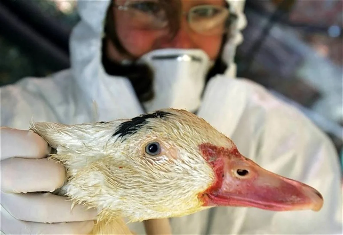 Bolqarıstanda quş qripi epidemiyası qeydə alınıb