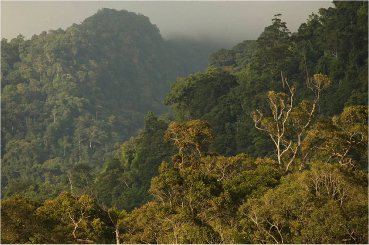 Norway pays record-breaking sum to Indonesia for rainforest conservation