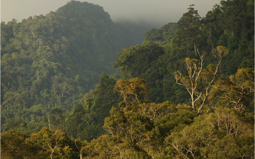 Norway pays record-breaking sum to Indonesia for rainforest conservation
