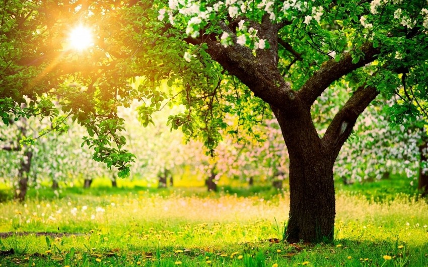 Temperature expected to be 32 C in Baku tomorrow