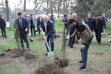 Cəlilabadda ağacəkmə aksiyası keçirilib