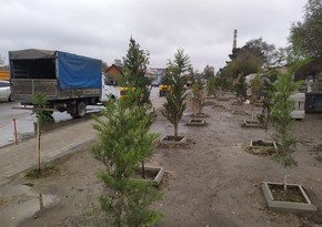 Ağacların məhv edilməsilə bağlı toplanmış sənədlər hüquq-mühafizə orqanlarına göndərilib